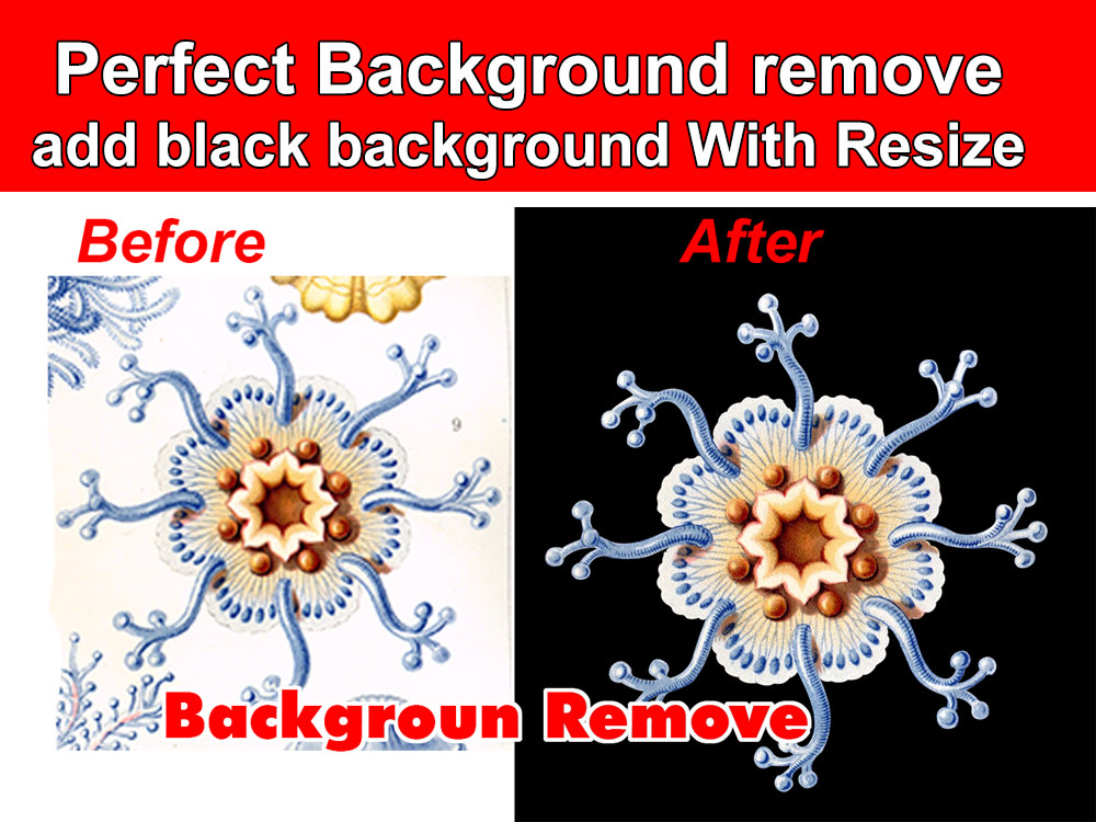 Photo Background Remove Expert Upwork Photo Background Remove Expert Upwork