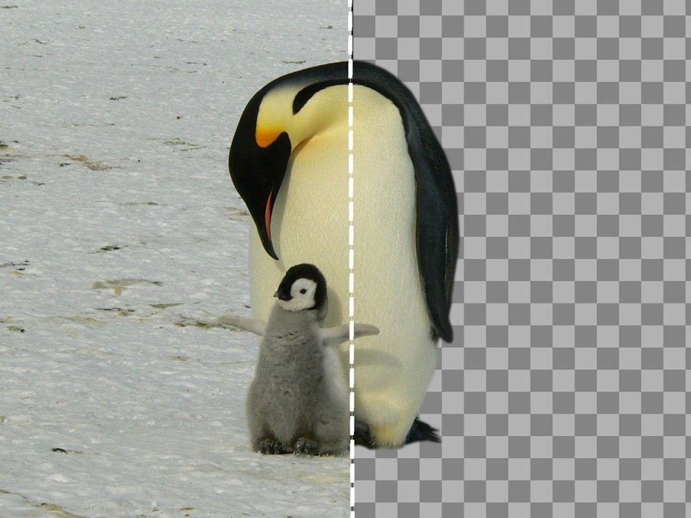 Background Removal: Say goodbye to distracting backgrounds. | Upwork