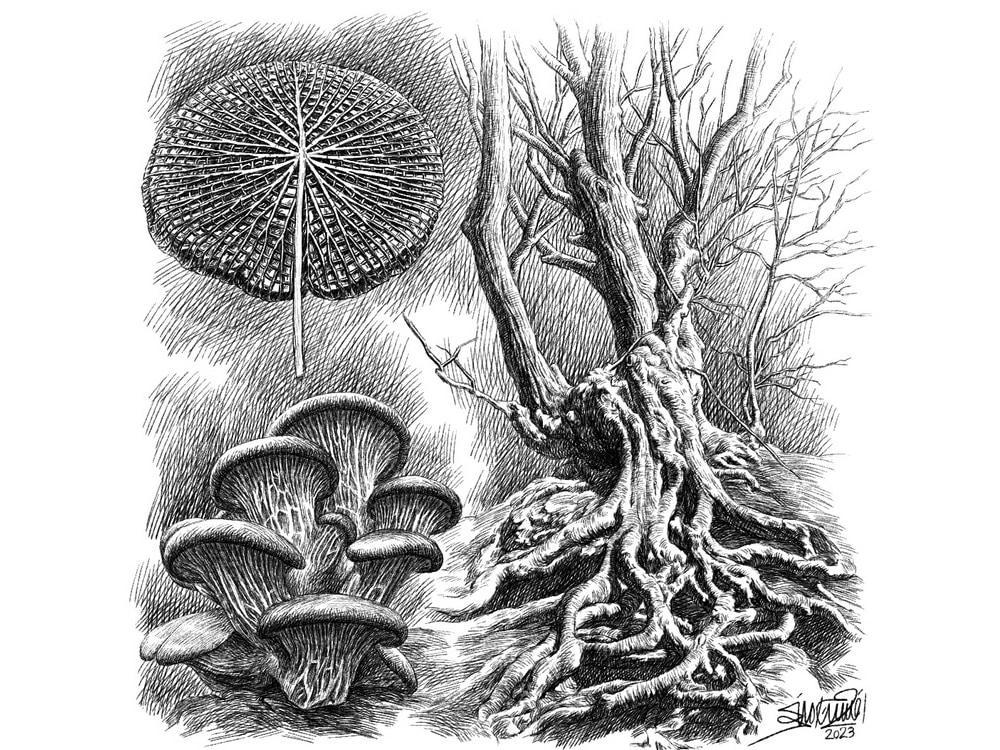 An elegant pen and ink drawing or a custom illustration | Upwork
