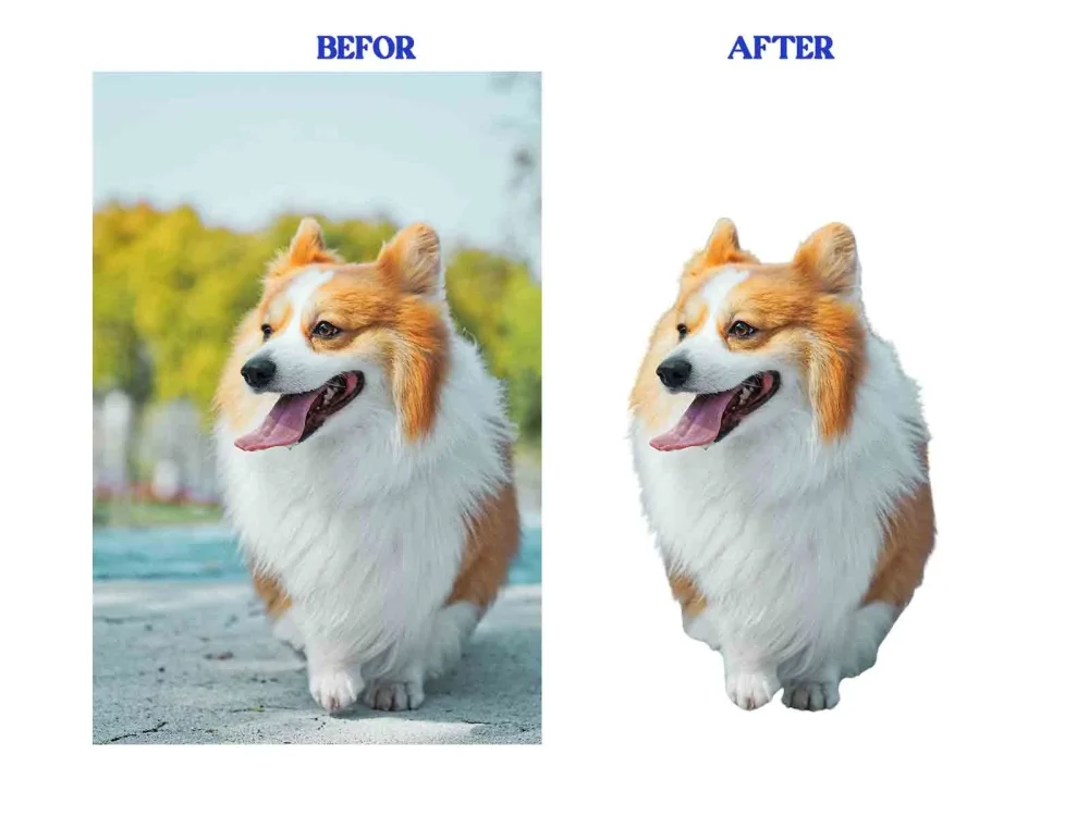 Image background removal, transparency background by Photoshop  Upwork