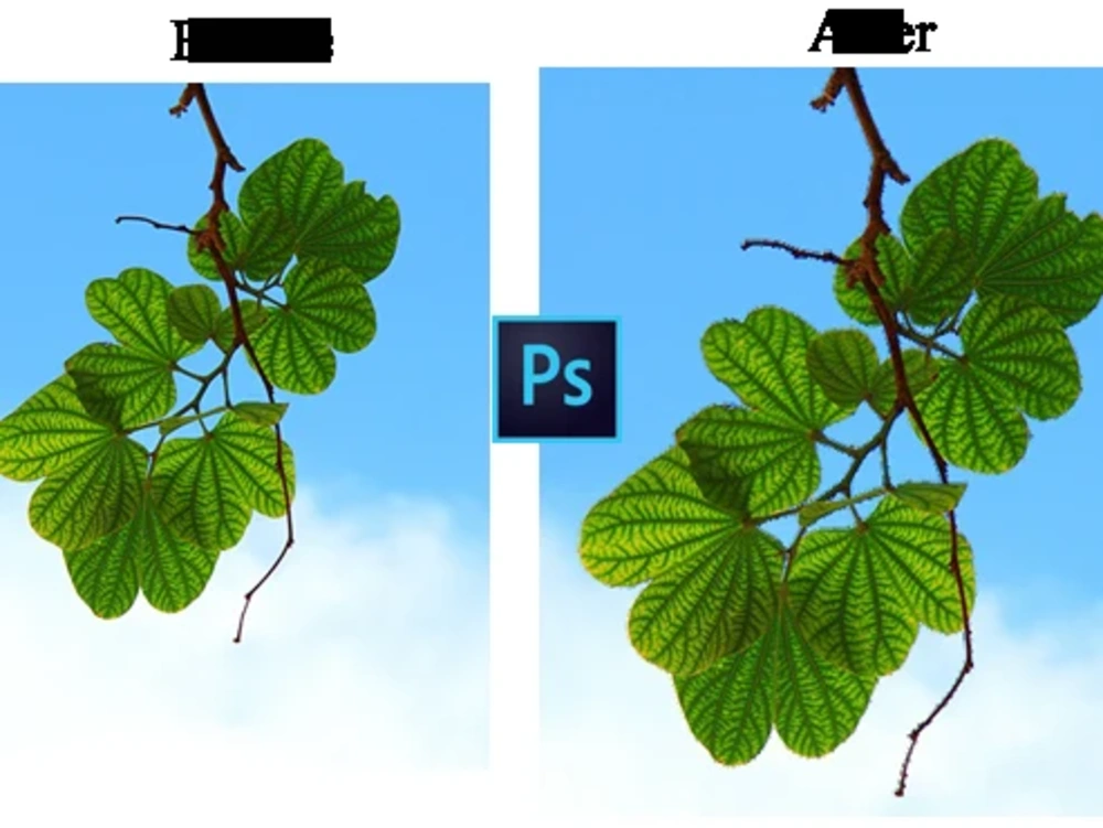A Background Removing Photoshop Work Upwork A Background Removing Photoshop Work Upwork