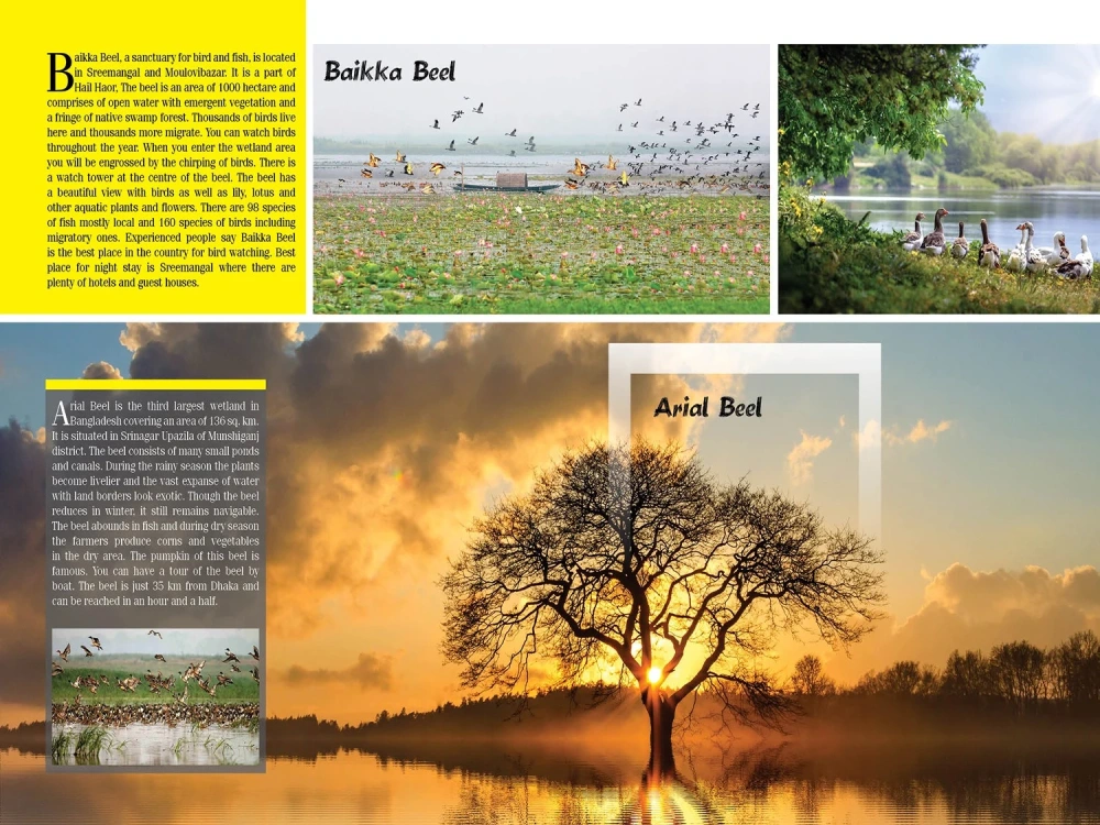 A magazine design, magazine layout, magazine cover using InDesign | Upwork