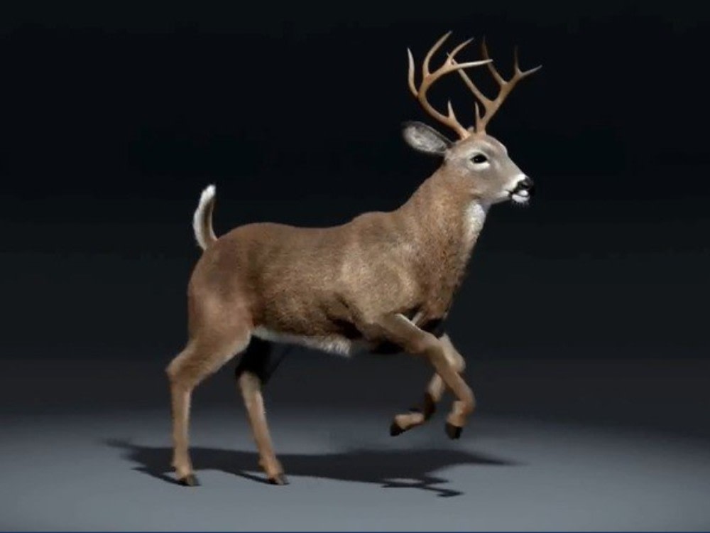 Realistic 3d animal model, rigging, animal hair, fur, 3D animal ...