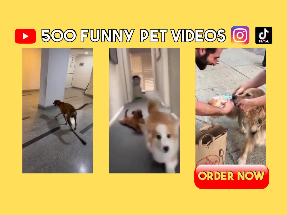 Www Alhudapk Funny Tik Tok Dog Dog Meme Tiktok Funny Dog Videos In