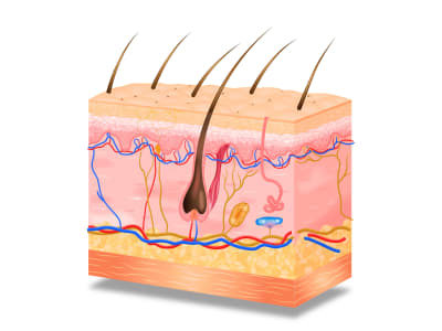 3d and 2d detailed medical illustrations