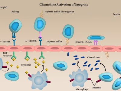 A professional cellular medical illustration