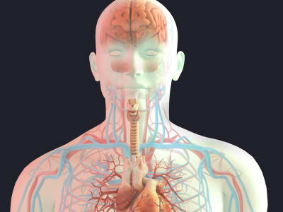 A realistic scientific anatomical surgery medical illustration