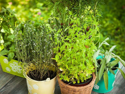 Content writing on garden apothecary and herbal treaure