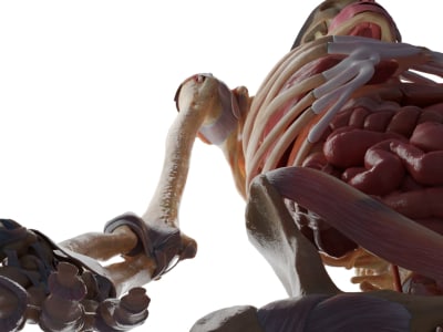 An original medical illustration
