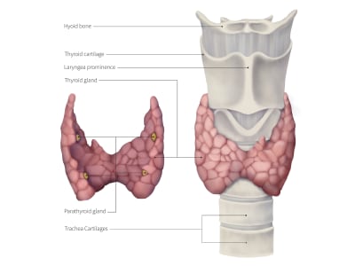 A detailed and accurate scientific illustration for dissemination
