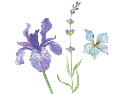 Botanical high-quality detailed illustrations customized for your needs