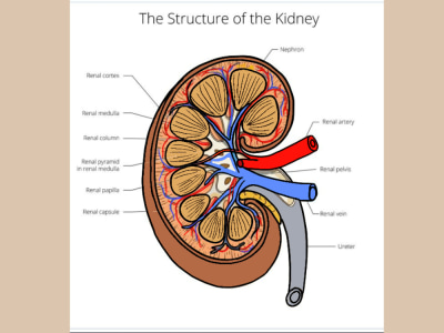 A medical illustration or art
