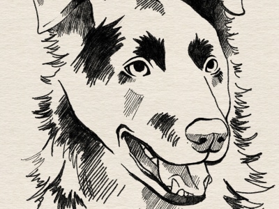 Custom pet portrait, dog portrait, cat portrait drawing