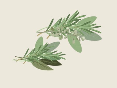 Amazing vector food illustrations for packaging or web site