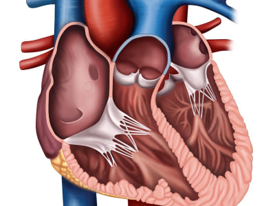 A detailed medical and scientific illustration