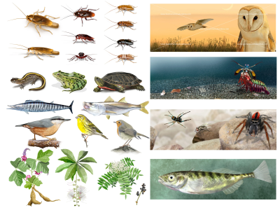 A realistic wildlife illustration.