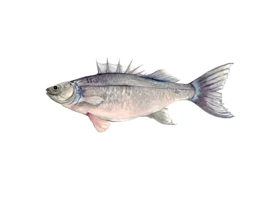 Beautiful watercolor illustrations of animals for commercial use .