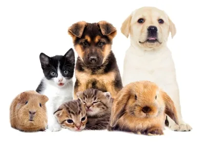 High quality, 100% unique, well researched pet-related articles