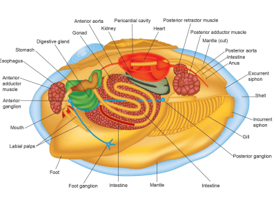 High-quality science and medical illustration