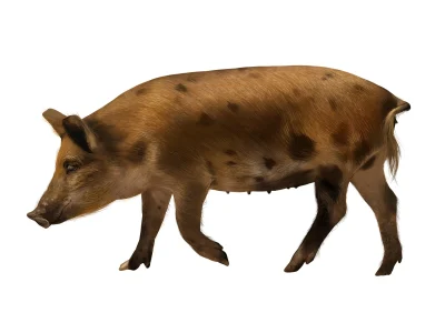 A high detailed realistic animal illustration