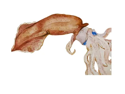 Beautiful watercolor illustrations of animals with transparent background