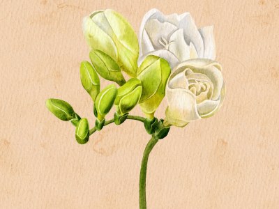 A watercolor realistic flowers painting
