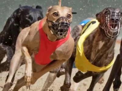 A fantastic nft metaverse dog racing game
