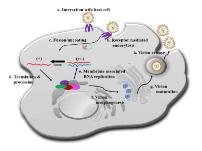 Scientific illustration or graphical abstracts for articles