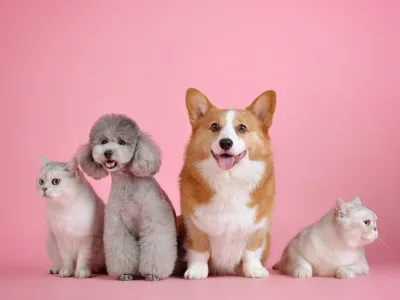 SEO Optimized articles on all kinds of pets/animals (dogs, cats, and more)