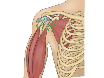 A creative and unique Human anatomical Illustration