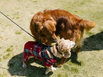 700-1000 words SEO-optimized articles on all kinds of pets and animals