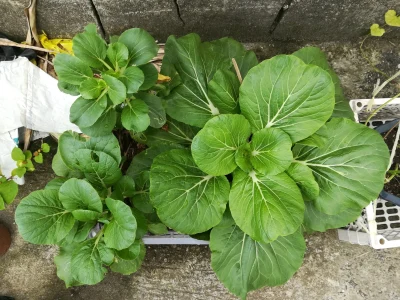 An informative article/blog post about plants, horticulture, or gardening