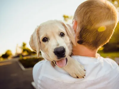 An SEO blog post for dogs, cats, guinea pigs, rabbits pets