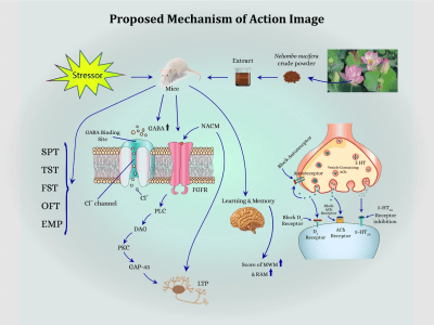 Graphical Abstract, Mechanism & Figure for Research Paper, Article & Book.