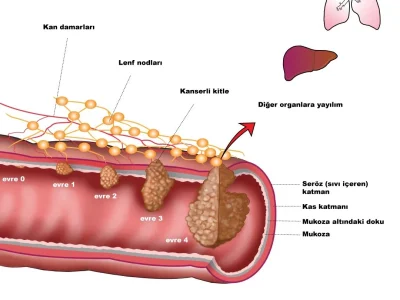 Medical Illustrations which are authentic.