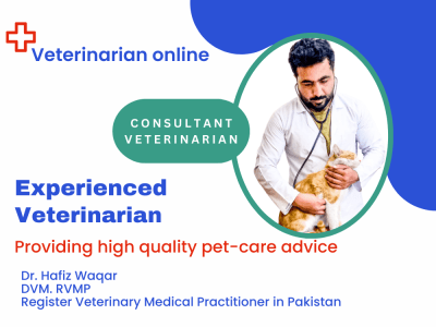 The highest quality pet care advice from an experienced veterinarian