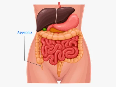 Medical illustration in modern style for your brand needs
