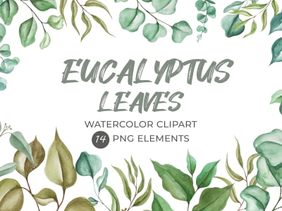 An hand drawn realistic Eucalyptus Leaves Set with PNG elements!