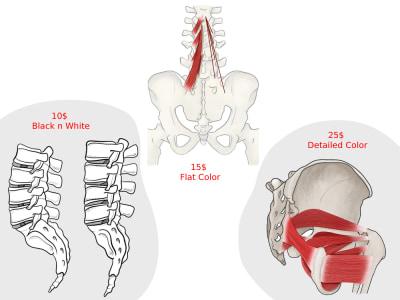 Medical illustration of your choice