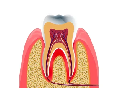 Professional and high-quality medical illustration