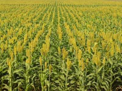 A quality design and development consultancy for intensive crop farming.
