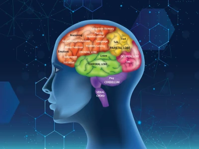 High quality medical/scientific illustration