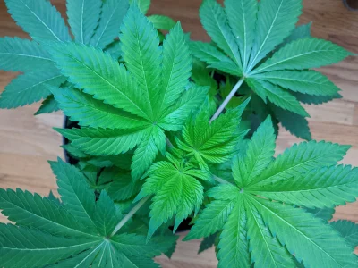 Polished cannabis business plans and SOPs