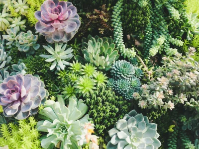 A blog post / article on sustainable living and the environment