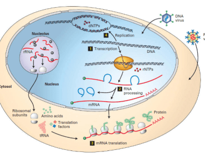 A high quality medical, biochemical and scientific illustrations