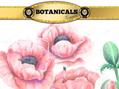 A beautiful botanical Illustrations.