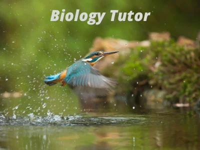 Tutoring assistance on biology, genetics, evolution, and cell biology