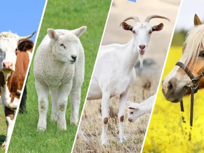 The well-researched, best quality veterinary articles and pets blog