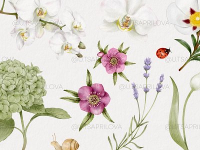 A draw digital watercolor botanical illustration of flowers, plants, fruits