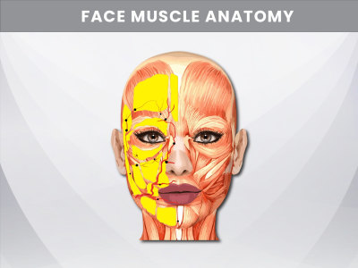 Outstanding Medical Illustration and Scientific Illustration with Precision